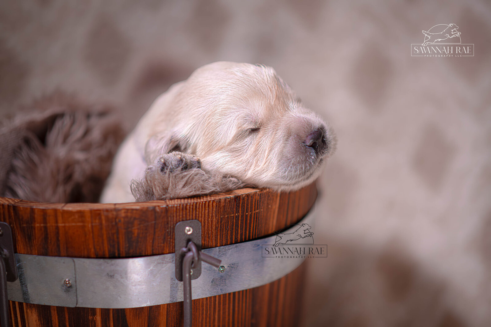 Puppy 2 week-11 copy