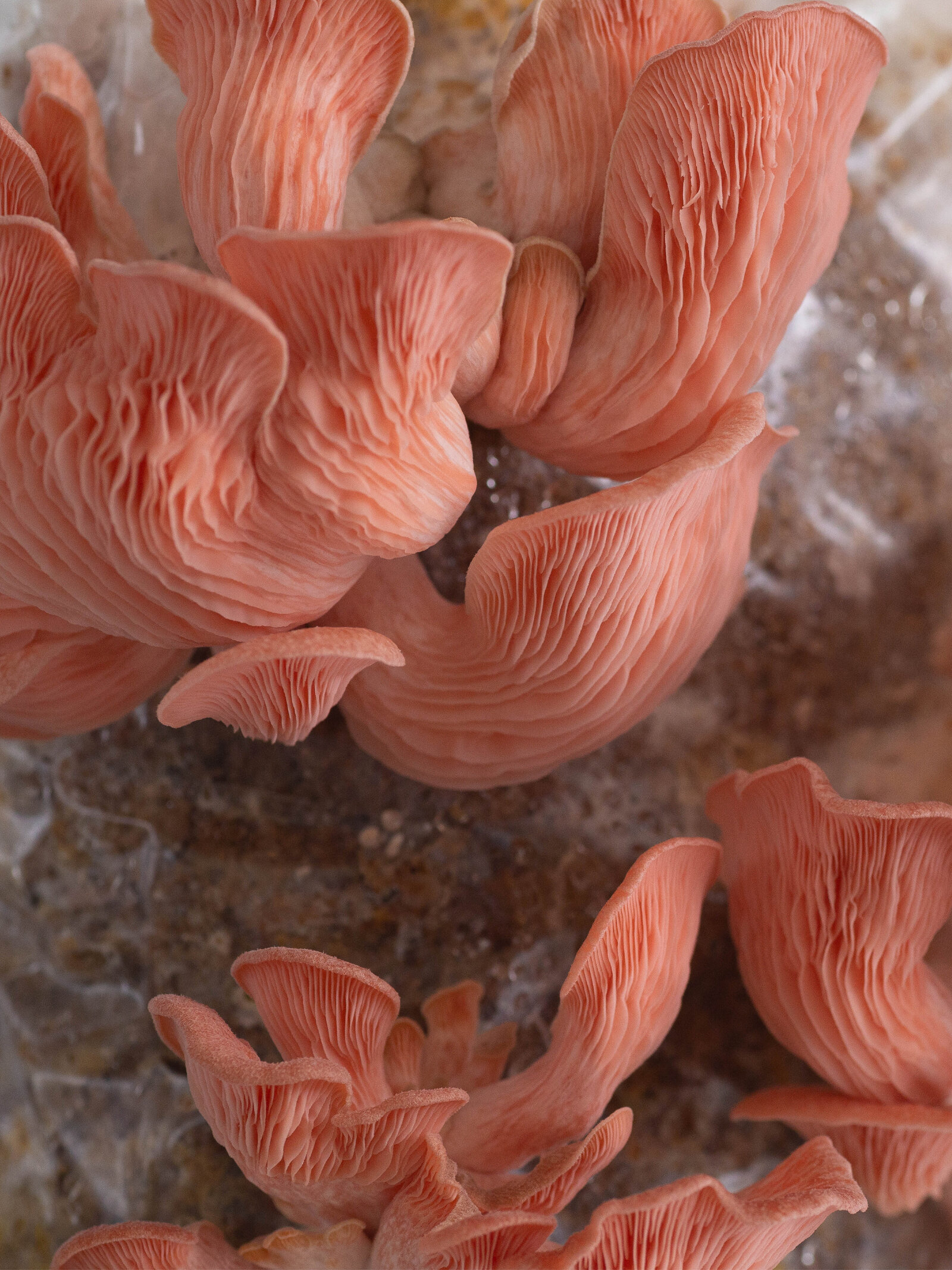 1-Mushrooms-3 (1)