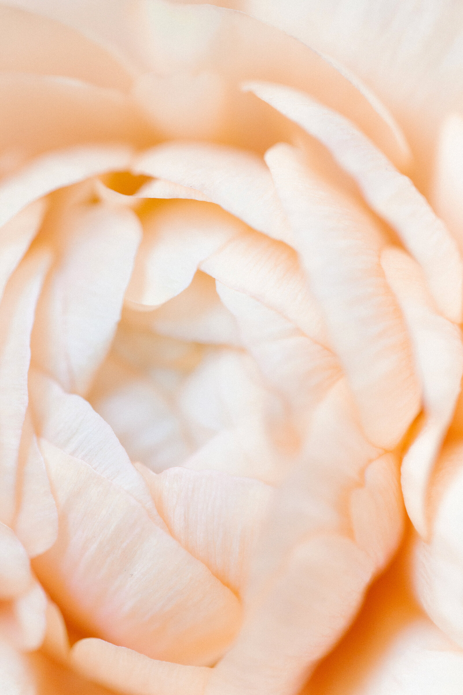 haute-stock-photography-peachy-21