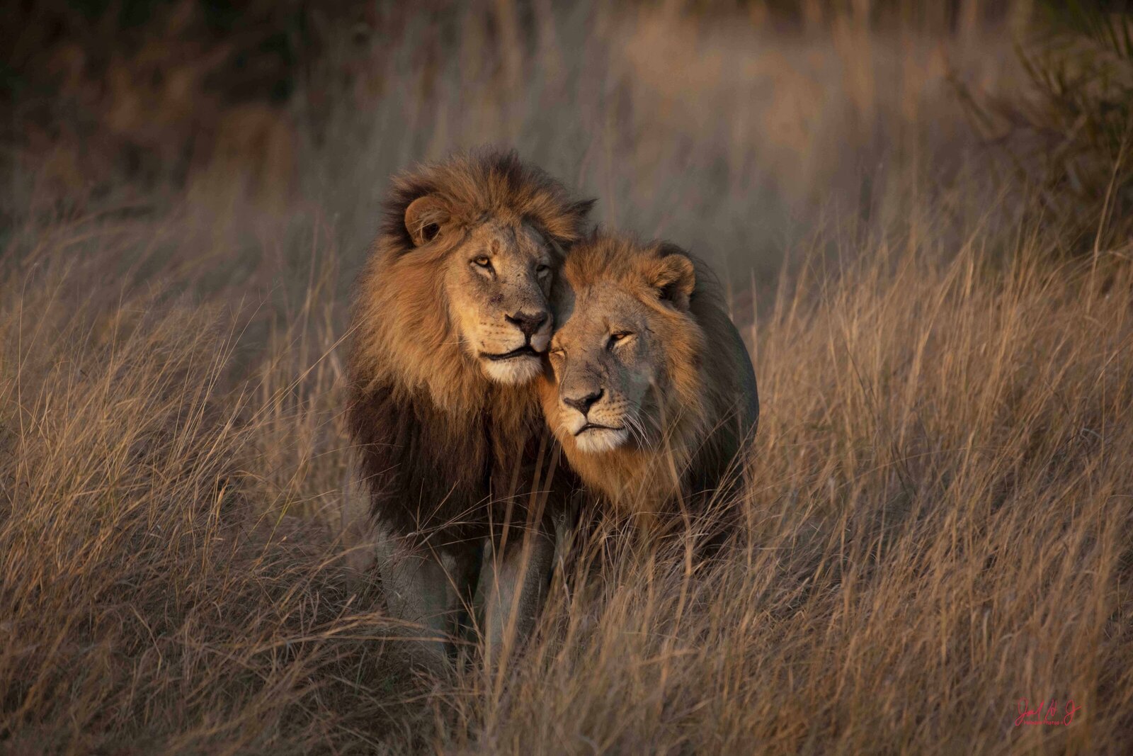 2022 Lions (4)