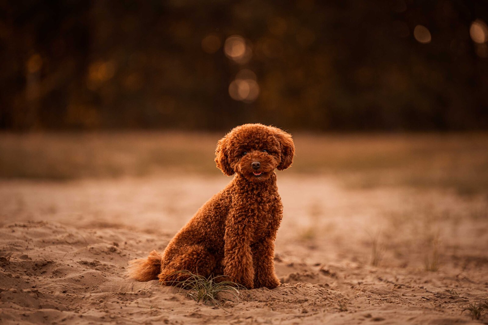Een diervriendelijke fotoshoot met je hond bij zonsondergang