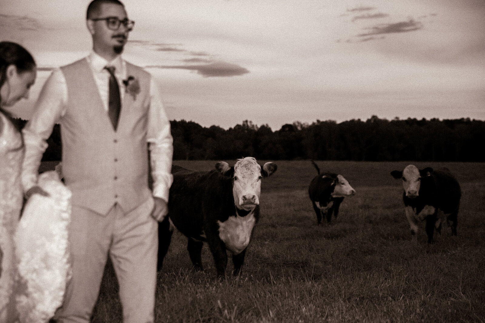 wedding cow photo