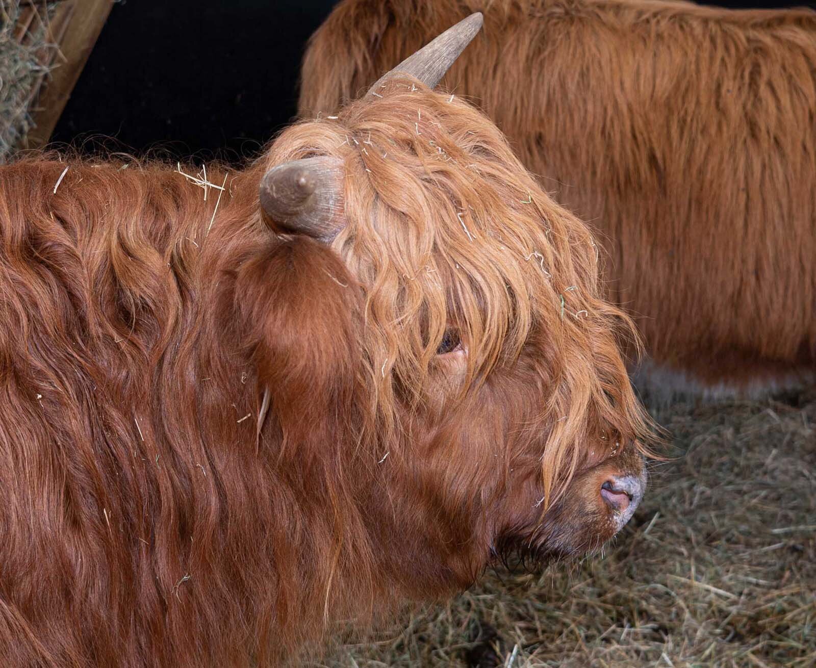 Dasivet Dierenartsen: dierenarts Laakdal voor herkauwers