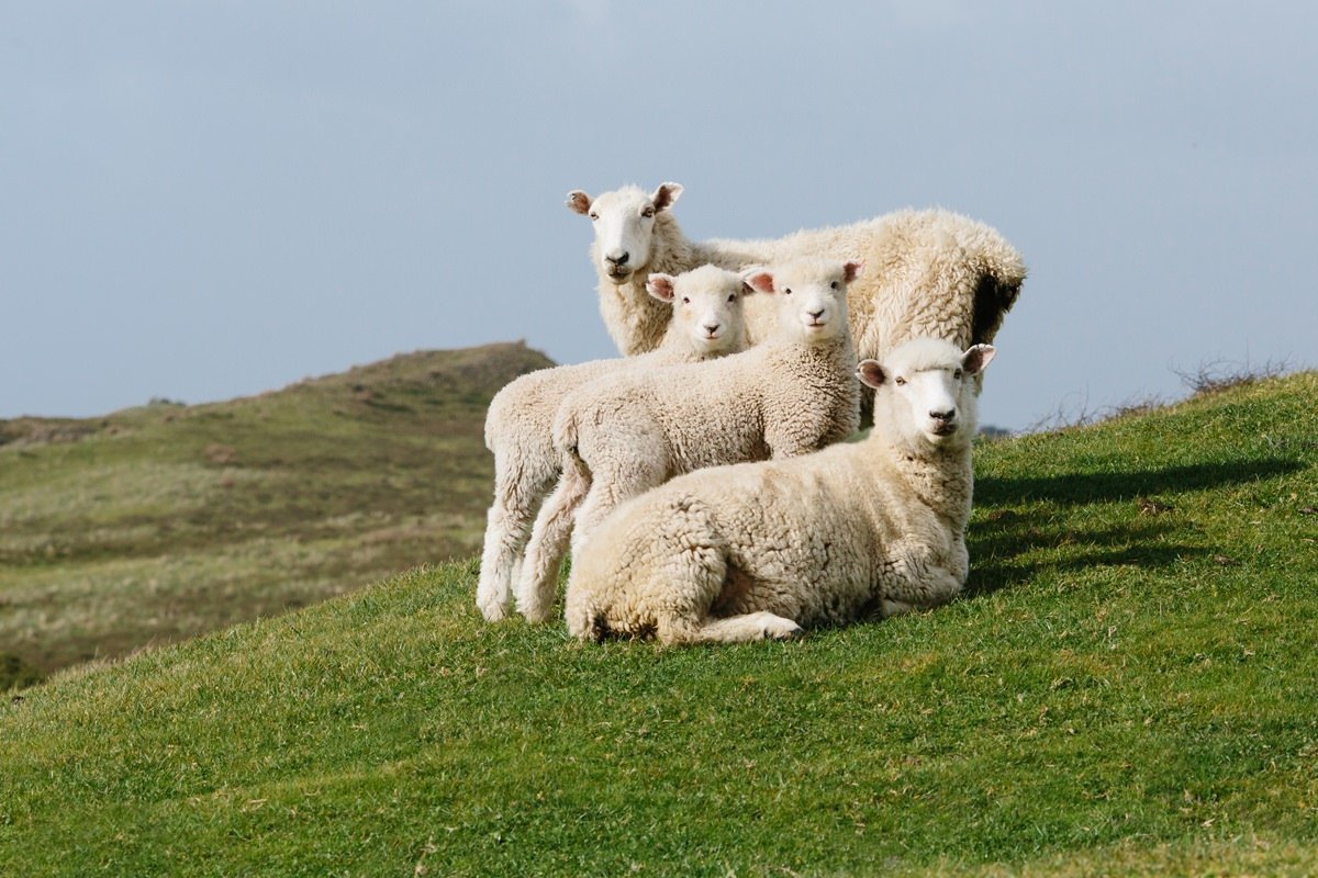 cameron-zegers-travel-photographer-new-zealand-sheep-family-portrait