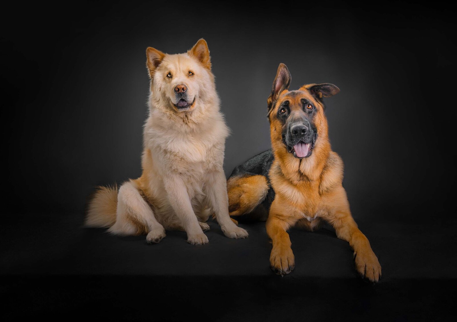 chow and german shepherd