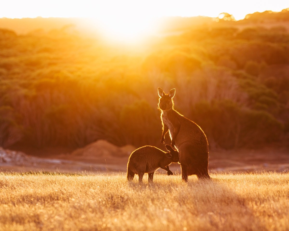 cameron-zegers-travel-photographer-kangaroo-island-australia-sunset-portrait