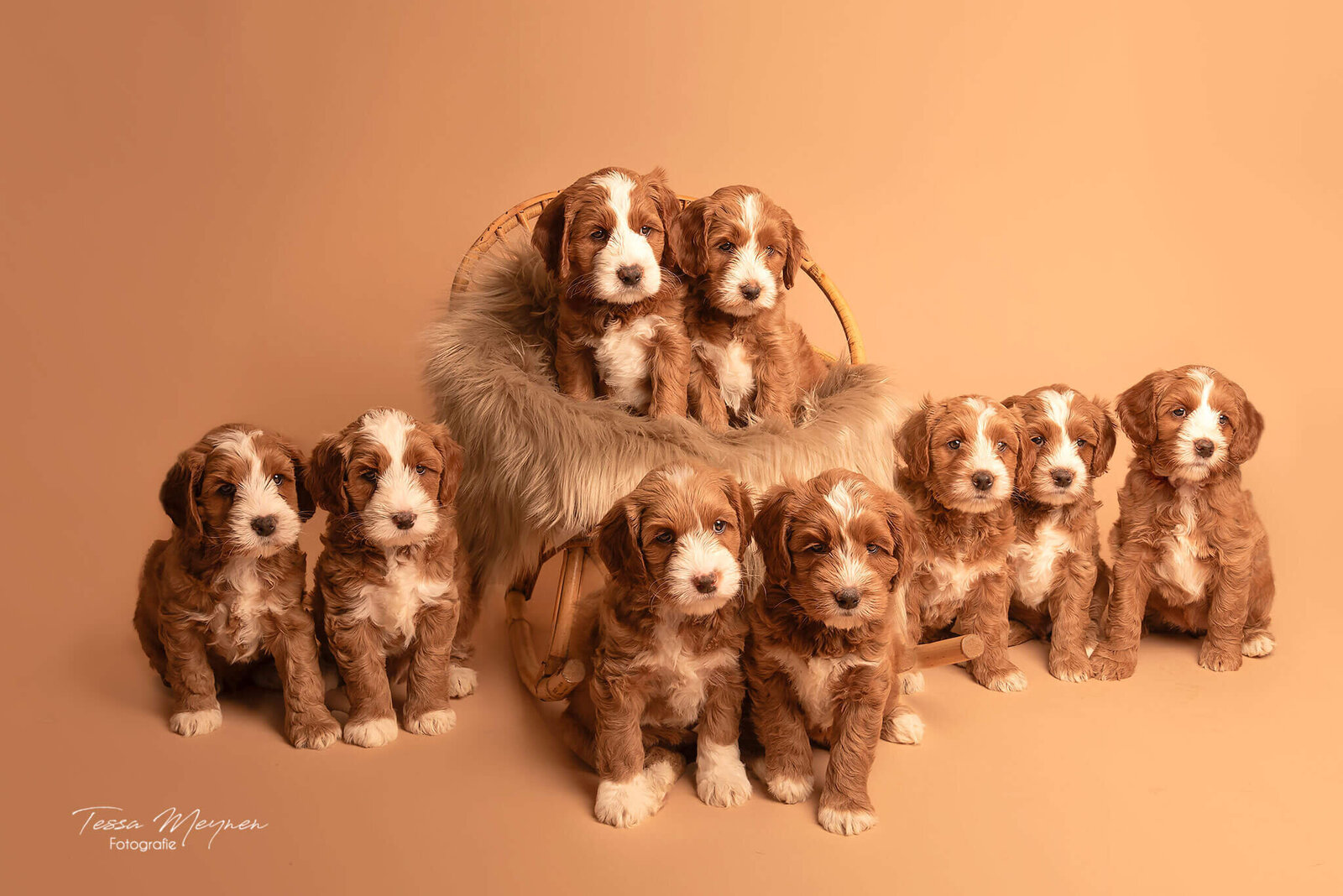 fotoshoot nest groepsfoto labradoodle