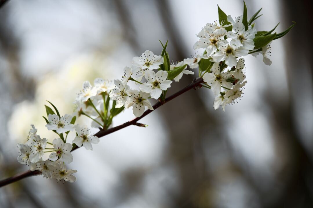 Bradford Pear Pigeon Forge TN