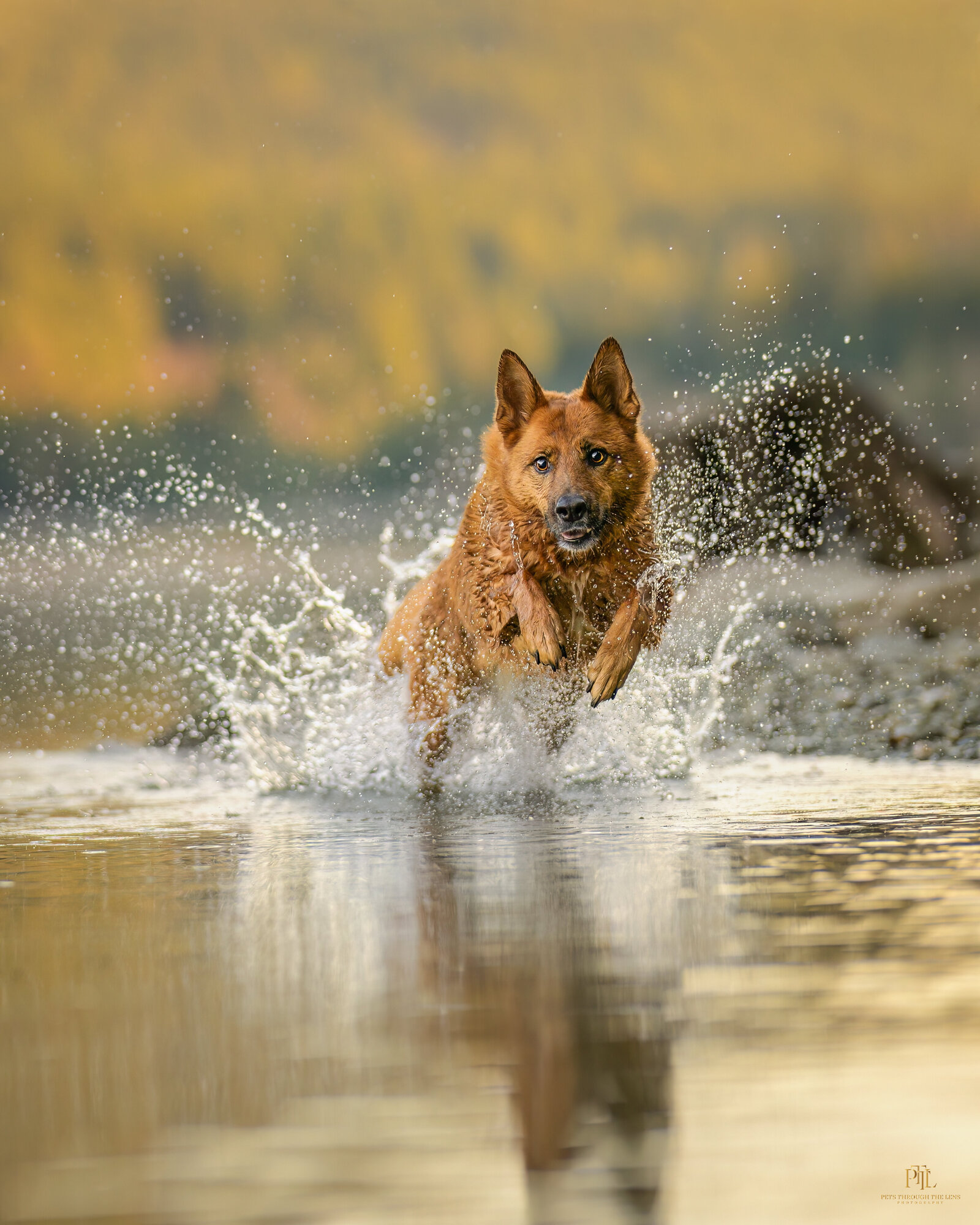 Pets-through-the-Lens-Photography-Vancouver—German-Shepherd-Outdoor-Photohoot-Session