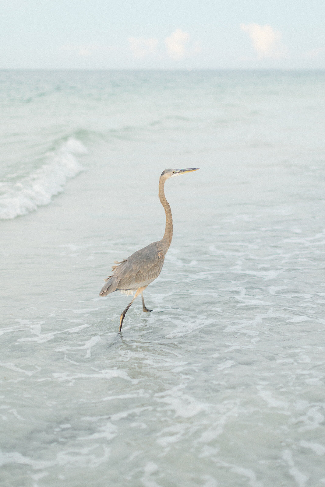 Anna Maria Island Family Photos 50
