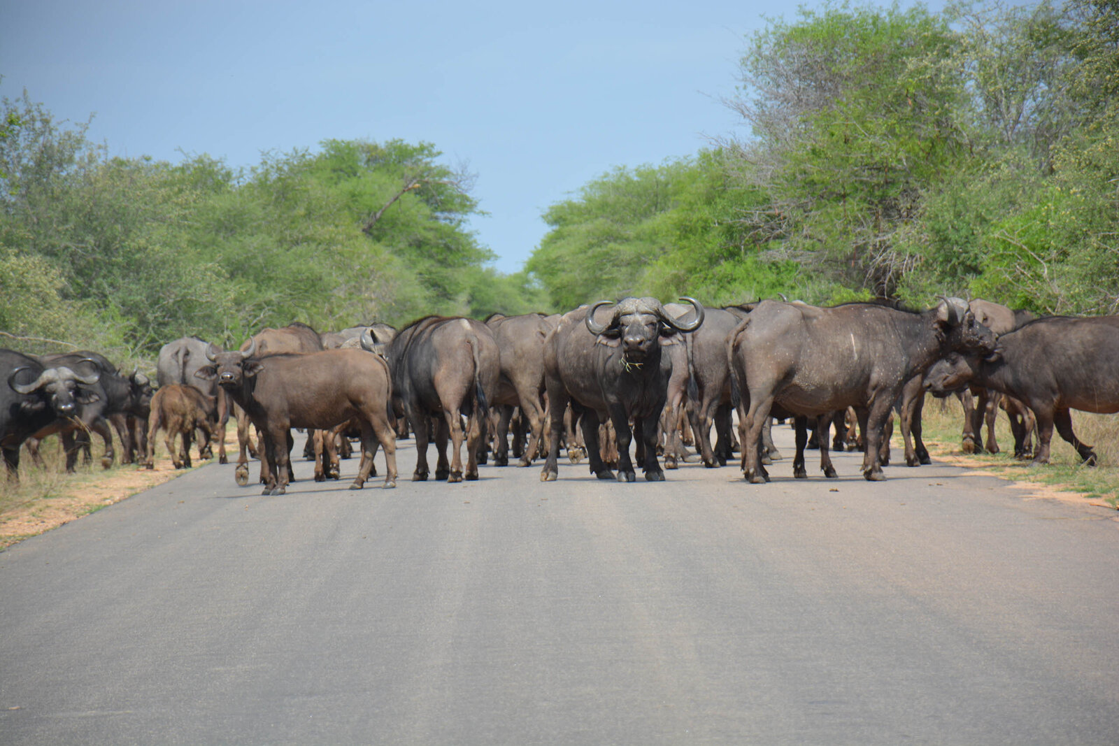 Reis_met_kinderen-Zuid-Afrika-Krugerpark