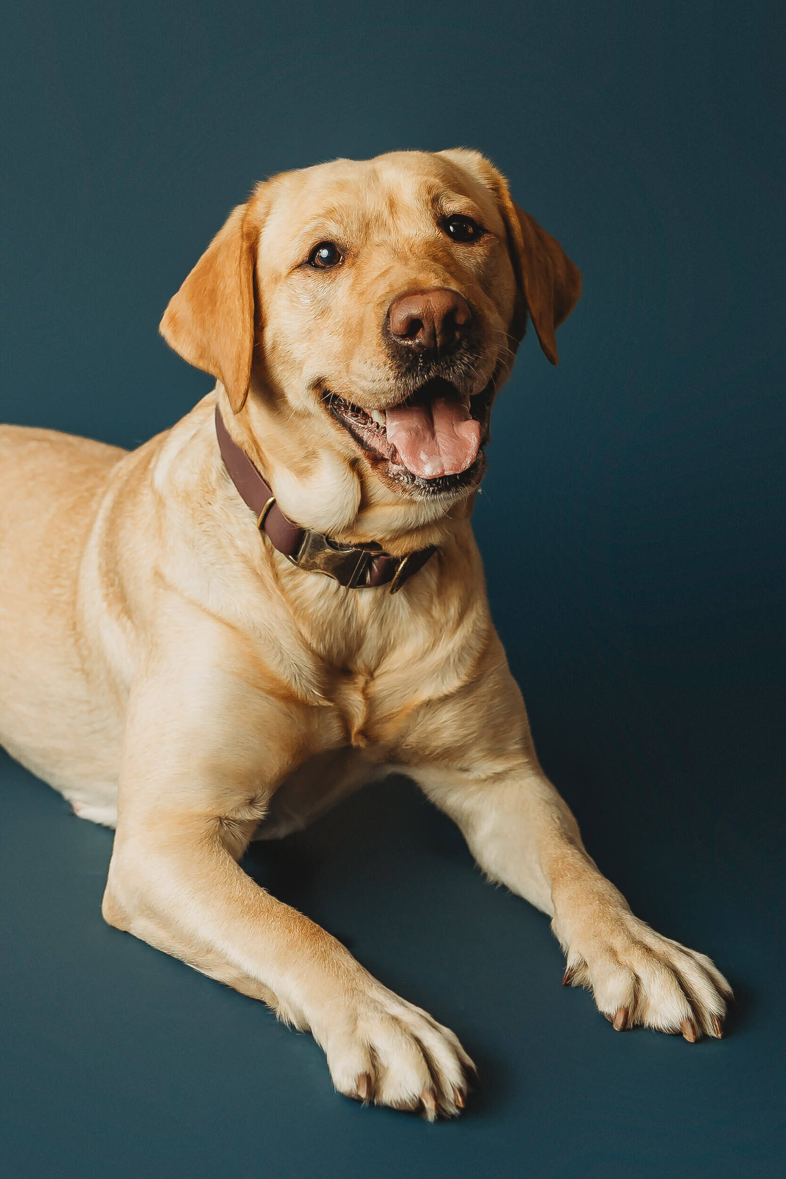 harrisburg-dog-photographer_5153-2-Edit