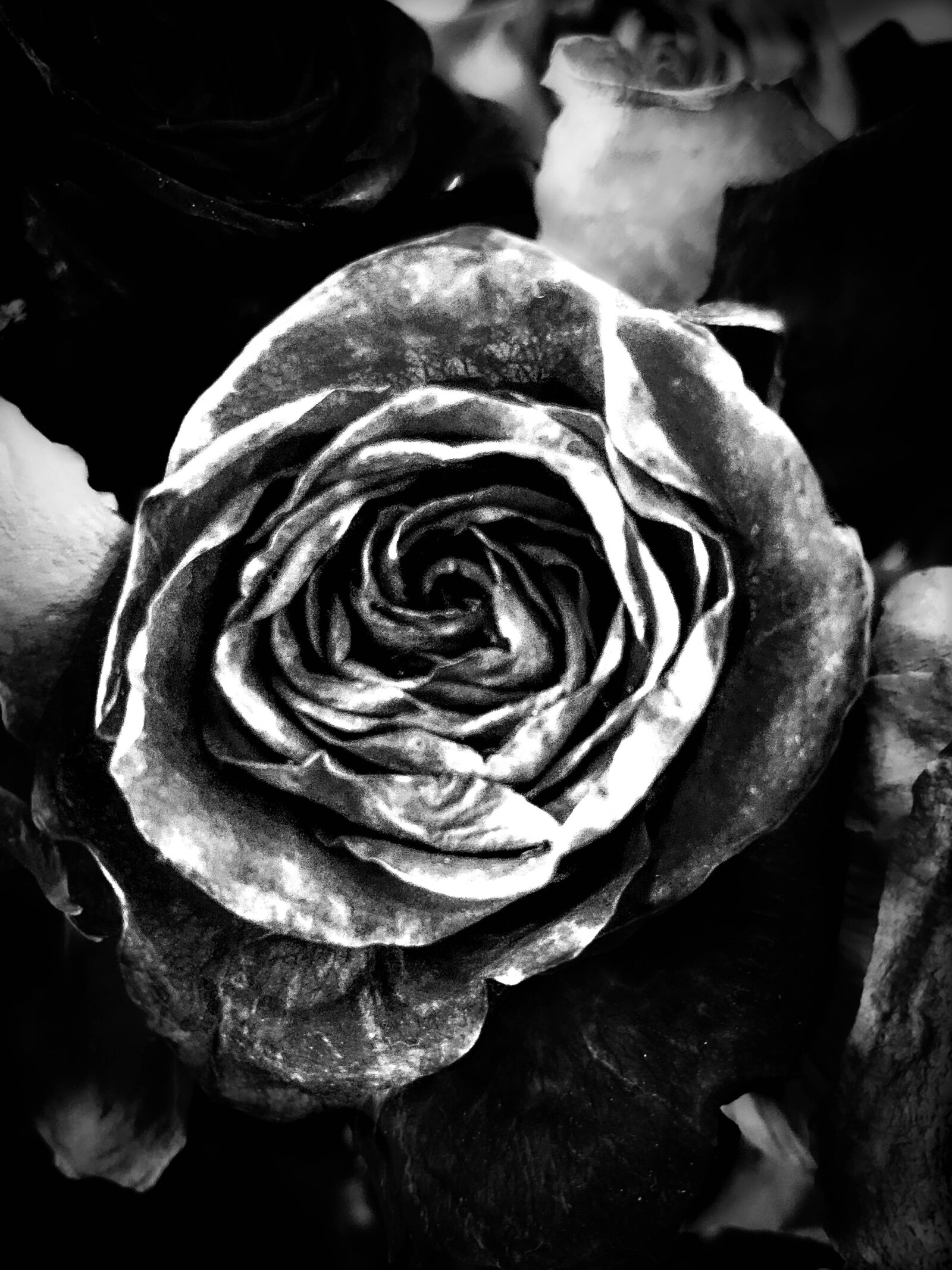 Butler-50 shades of roses
