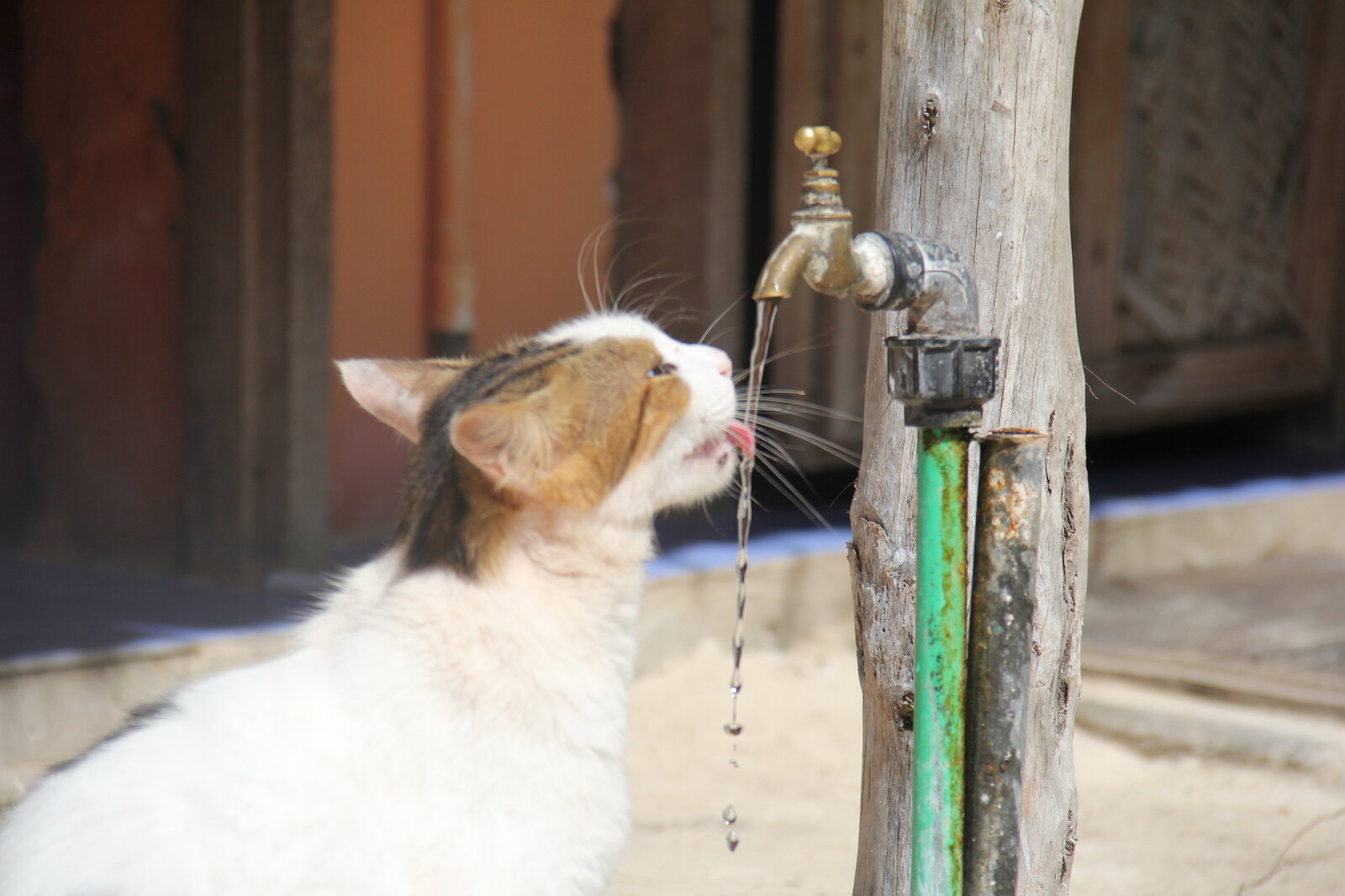 Cat drinking water -Zanzibar 