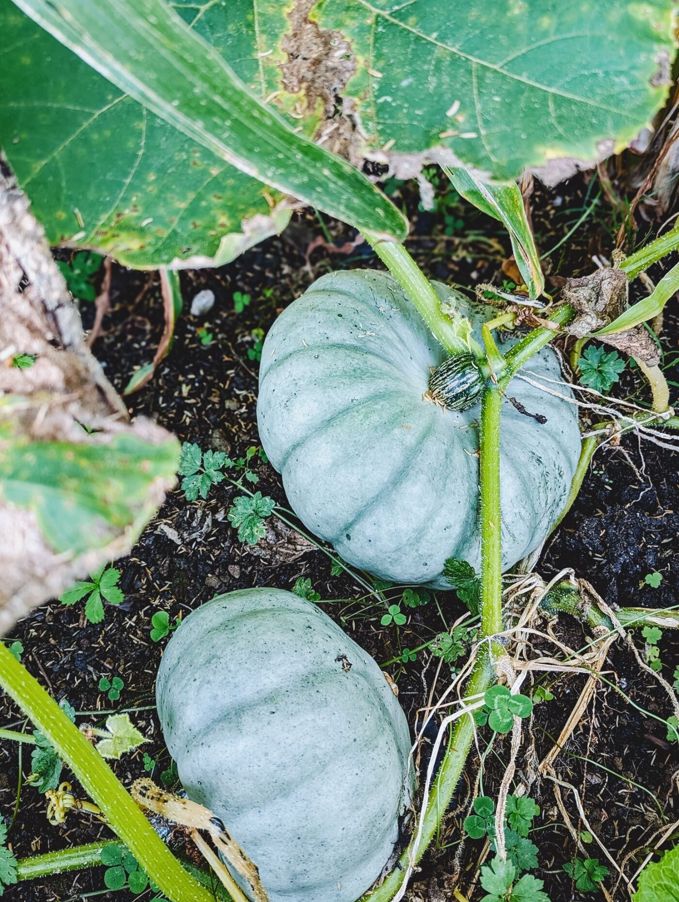 processed_PXL_20230823_132018152.PORTRAIT (1)