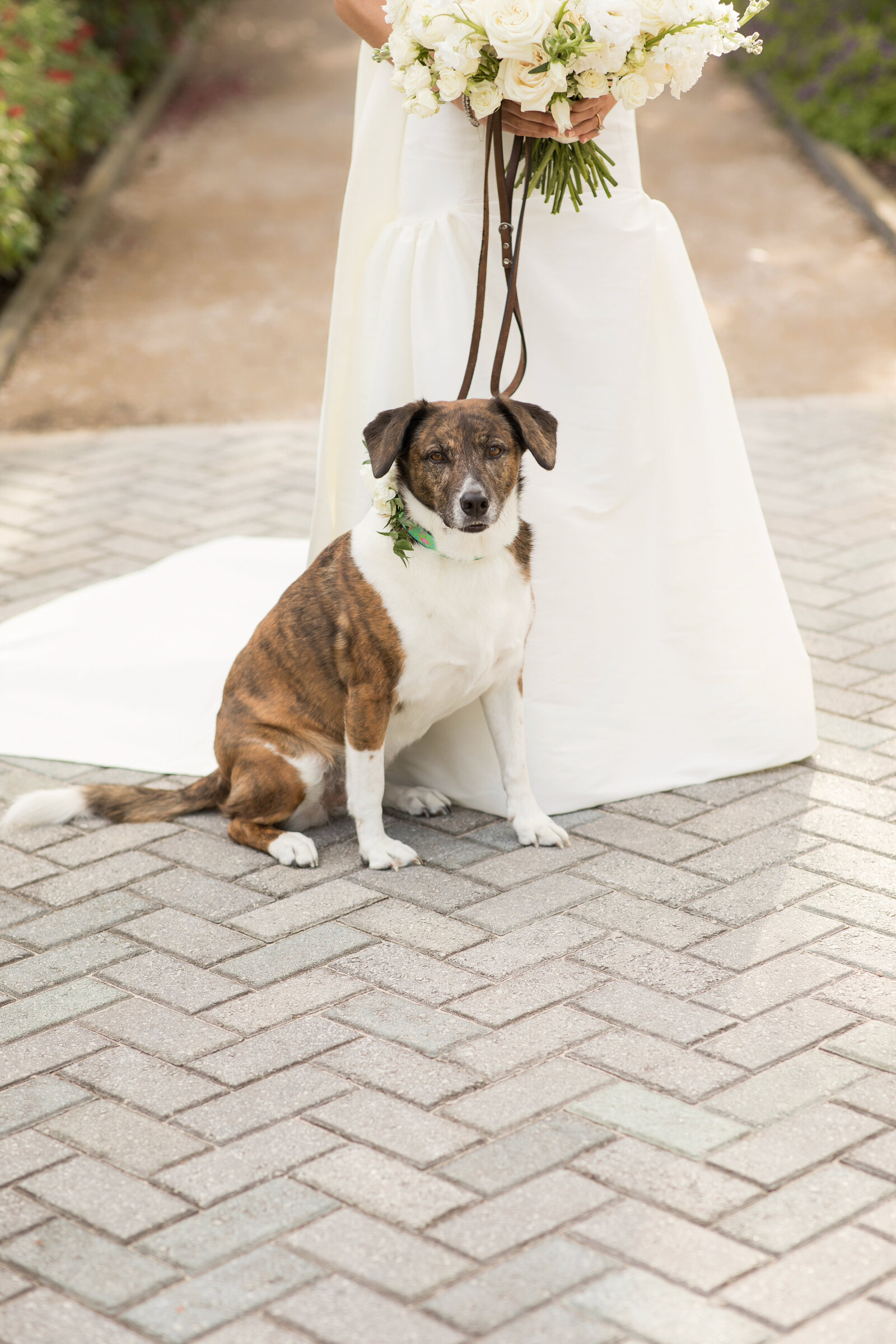Gorgeous bridal moment between the bride and her dog at her destination wedding