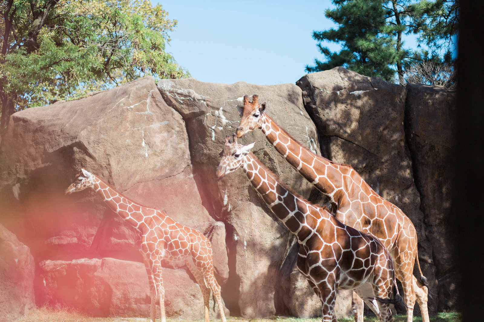 giraffe-zoo-nature-philadelphia-pa-kate-timbers-photography-2023
