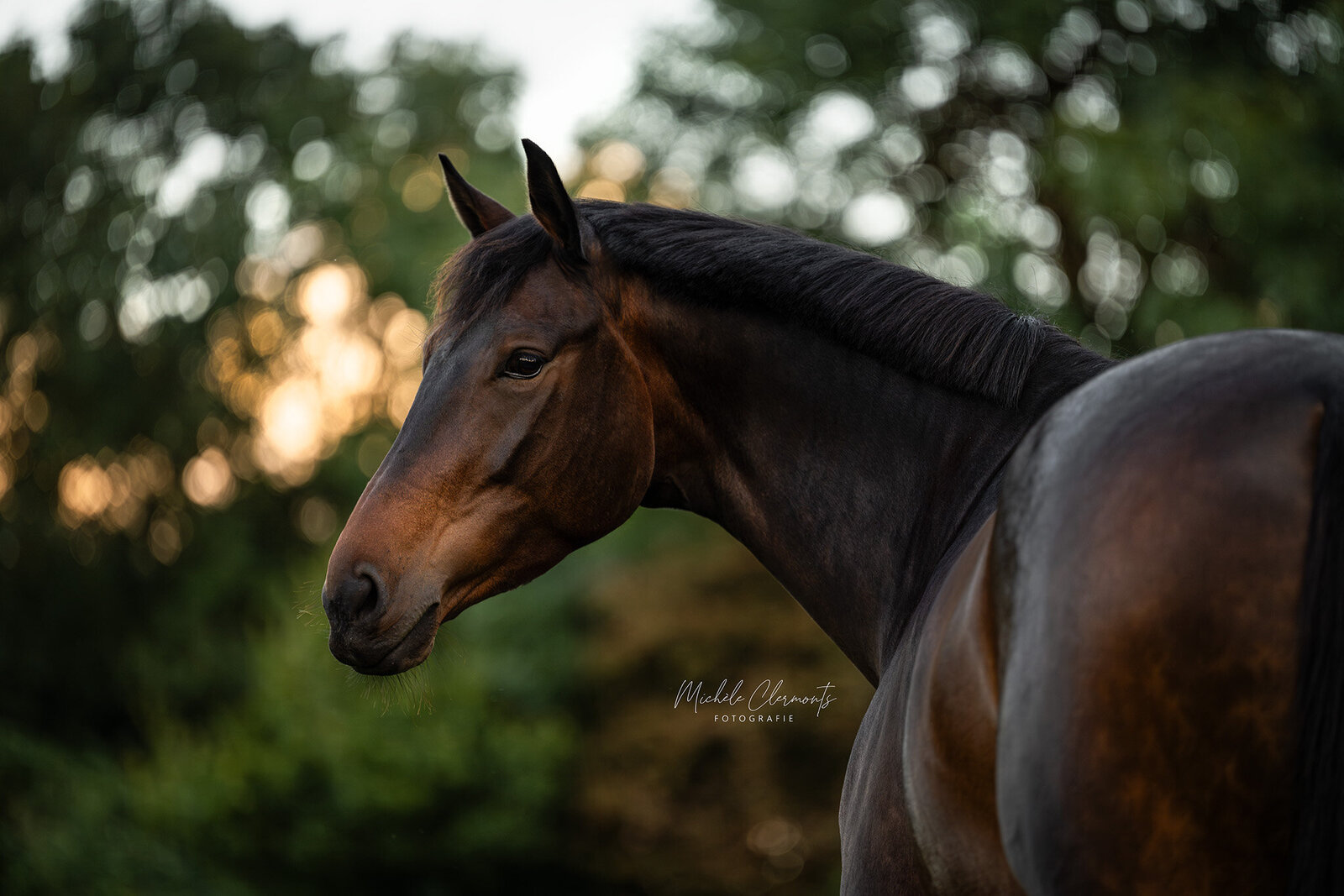 DSC_4435-paardenfotografie-michele-clermonts-fotografie