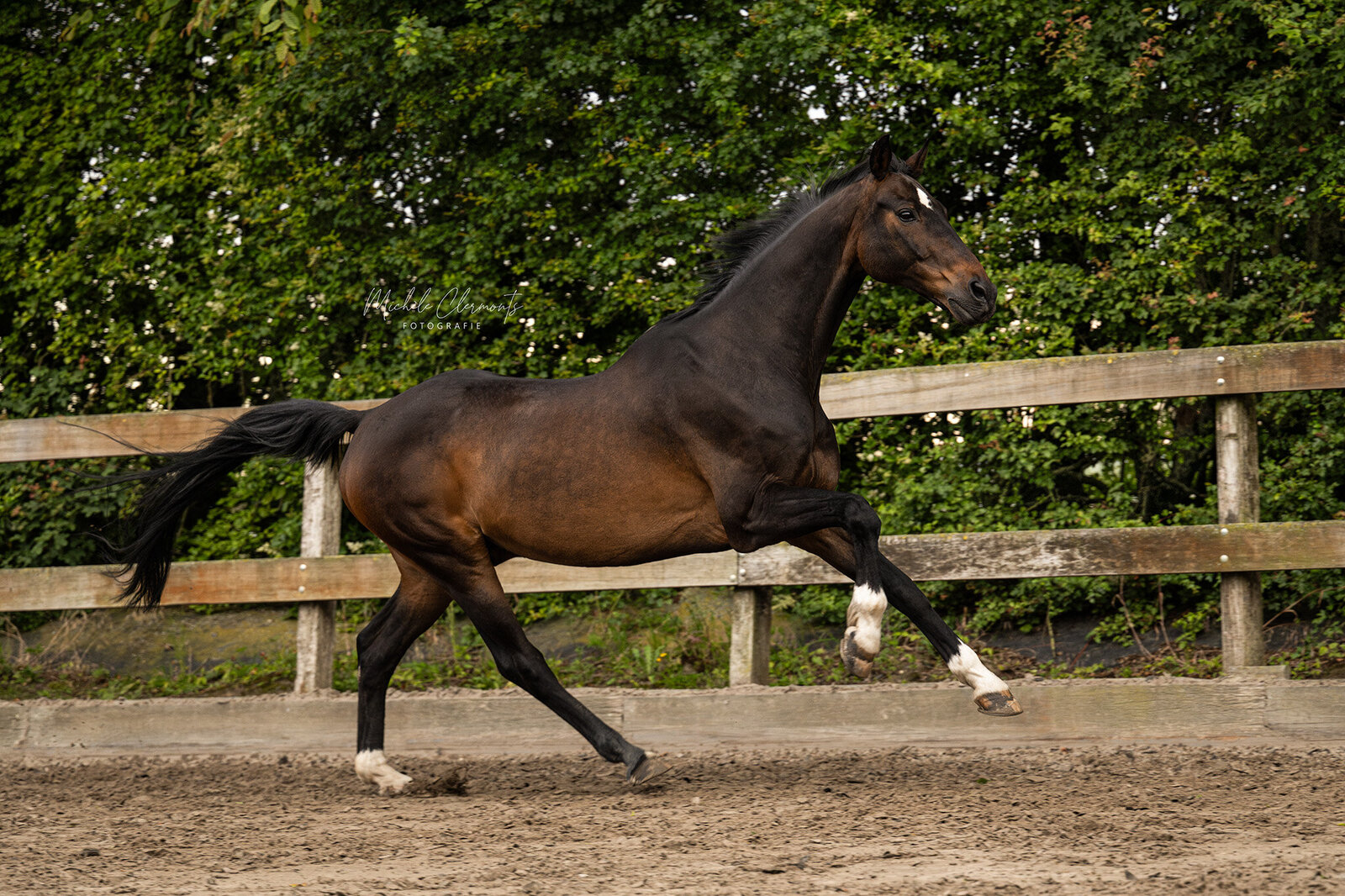 DSC_1159-paardenfotografie-michele-clermonts-fotografie