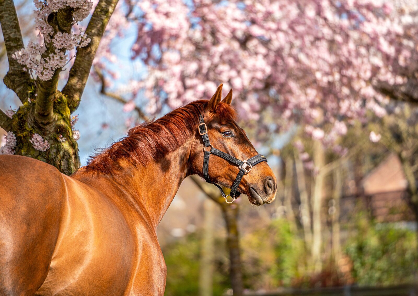 Bloesemfoto door Cheyenne Vlottes (2)