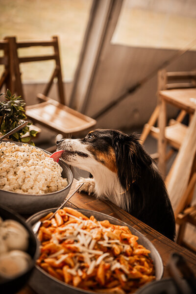 Jullie gaan trouwen en jullie hond is aanwezig. Als huwelijks-en hondenfotograaf leg ik graag jullie huwelijk  vast