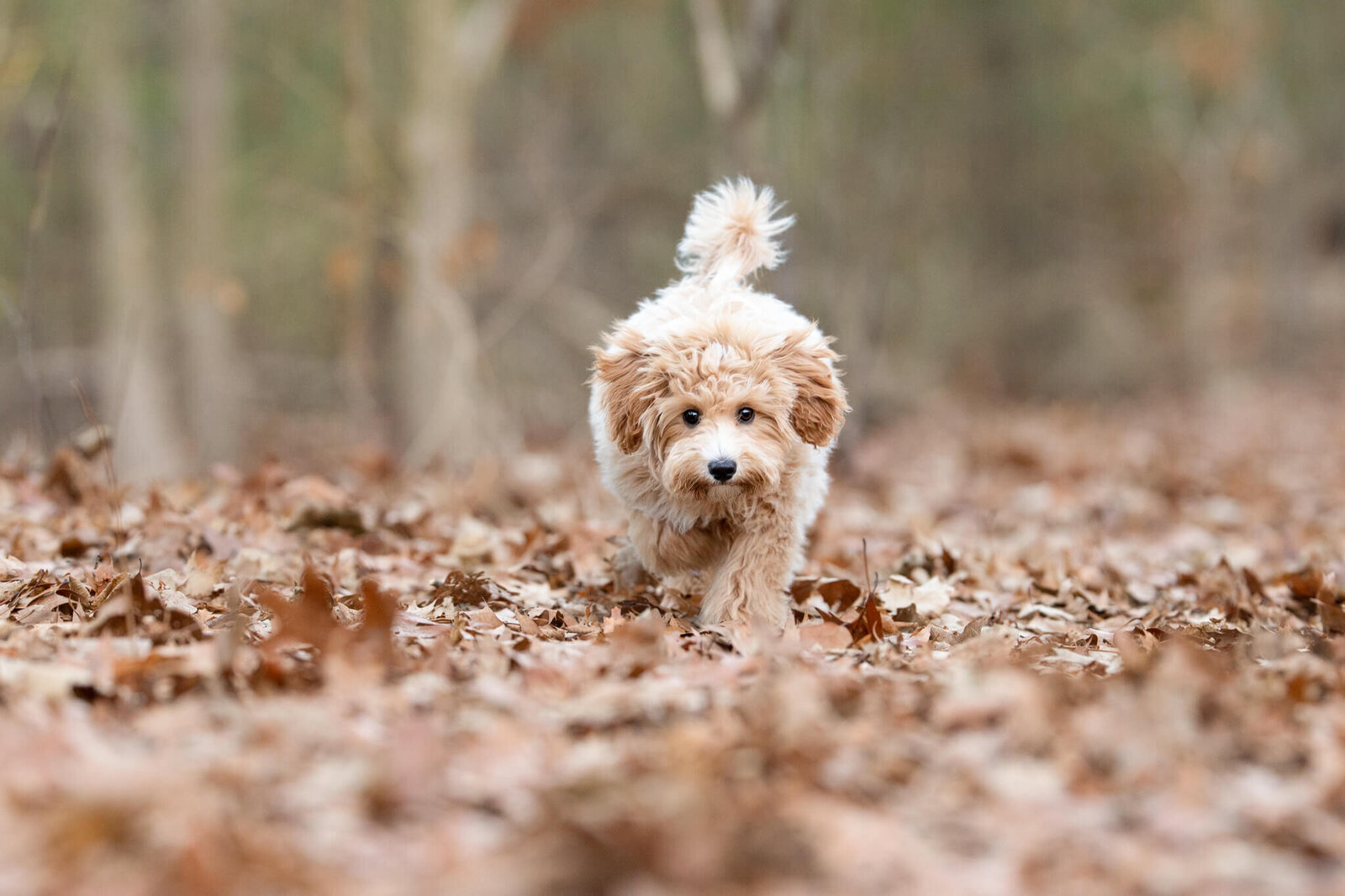 Golden Doodle puppy running towards Boston Pet Photographer at Fells Dog Park