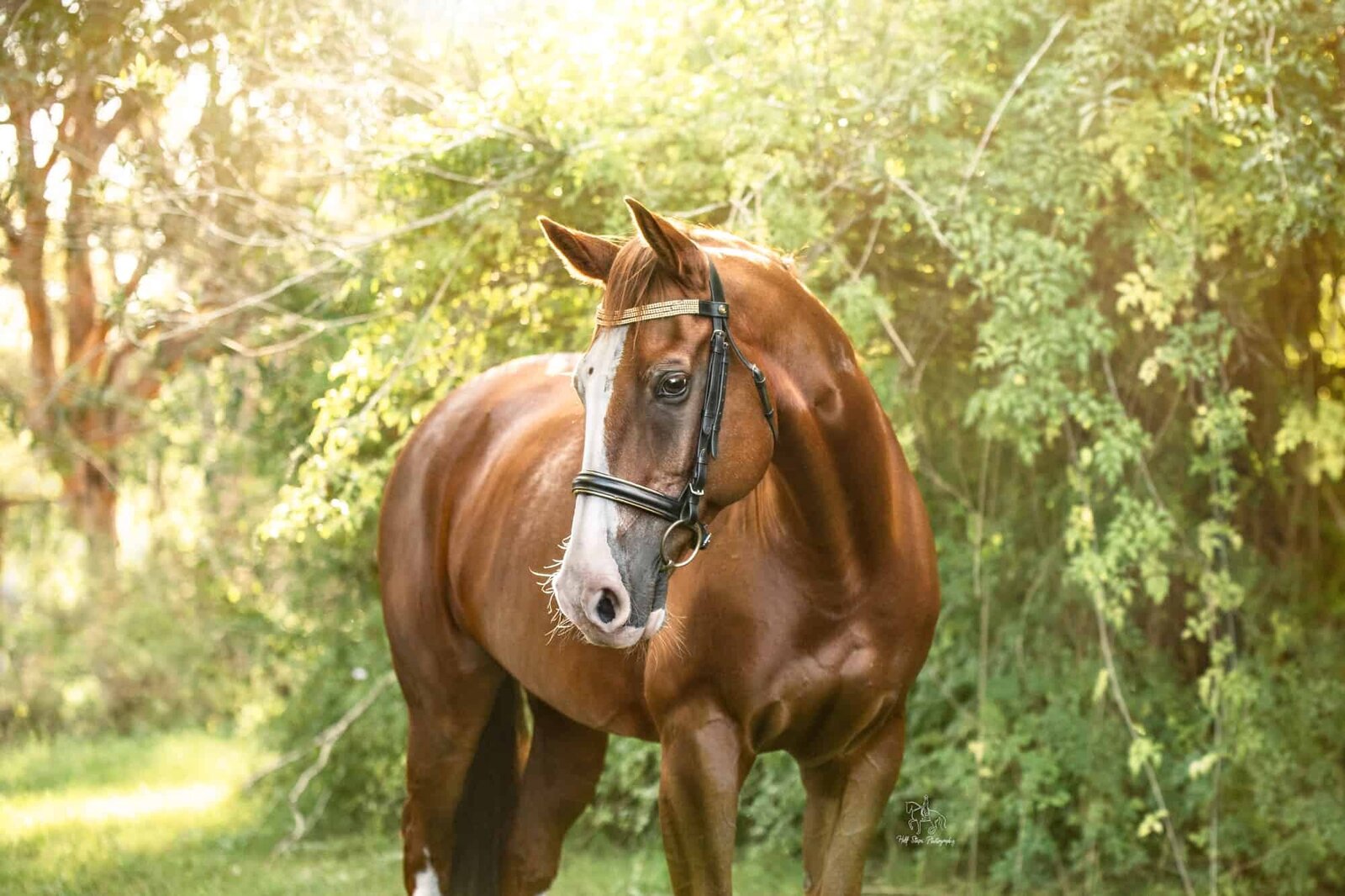 (11). Sydney Horse Portrait Half Steps Photography