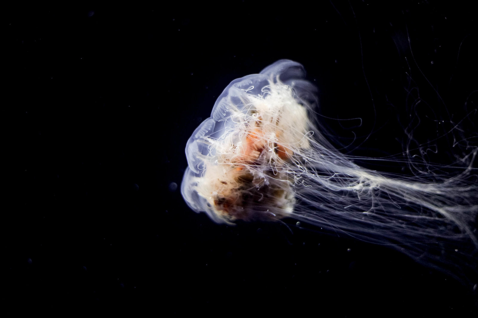 jellyfish-aquatic-life-nature-kate-timbers-photography-1555