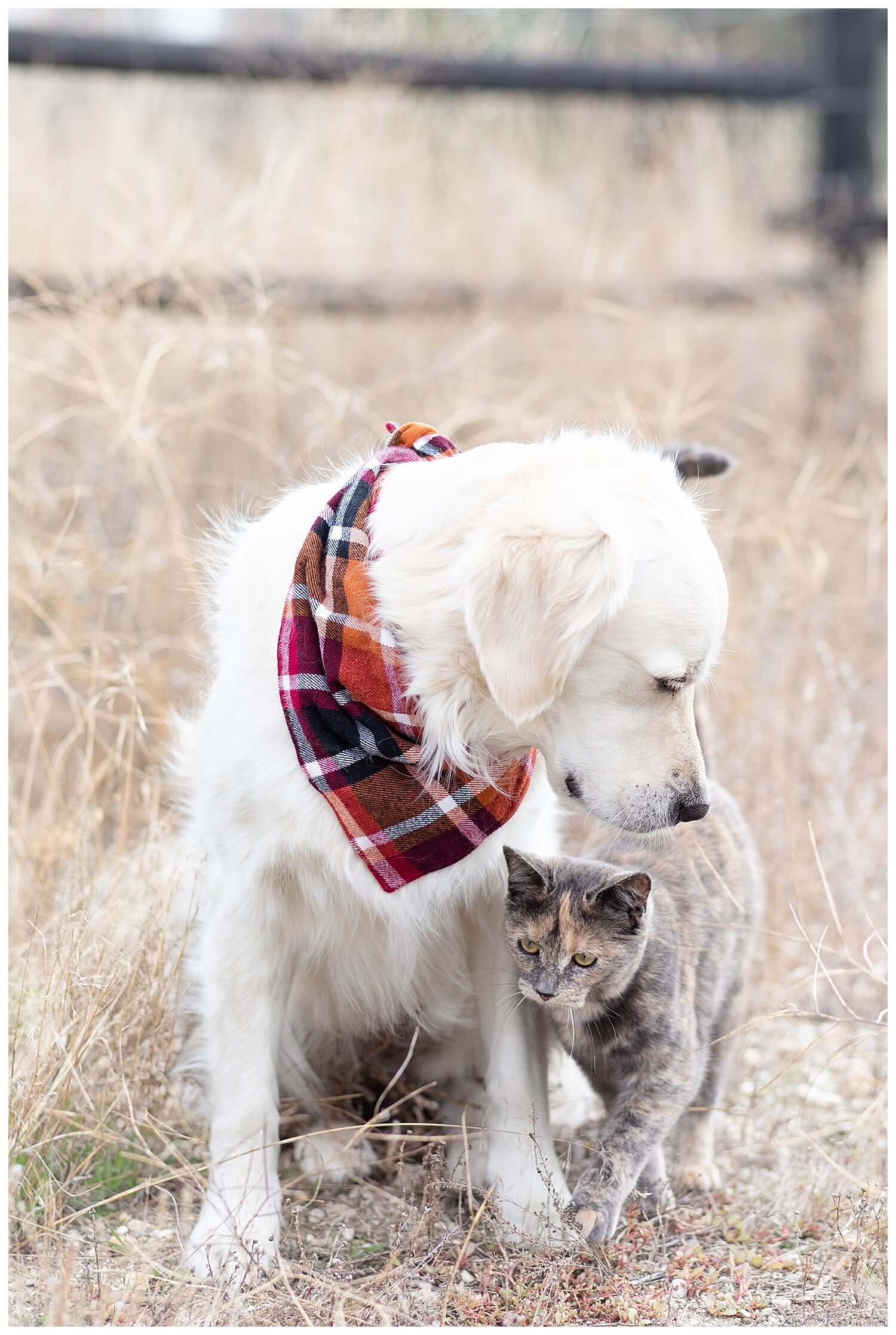 Diary of a Retriever_1123