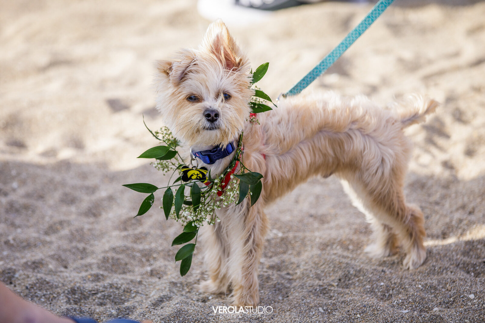 Dreamday Destinations-beach wedding-dog-Verola Studio_150
