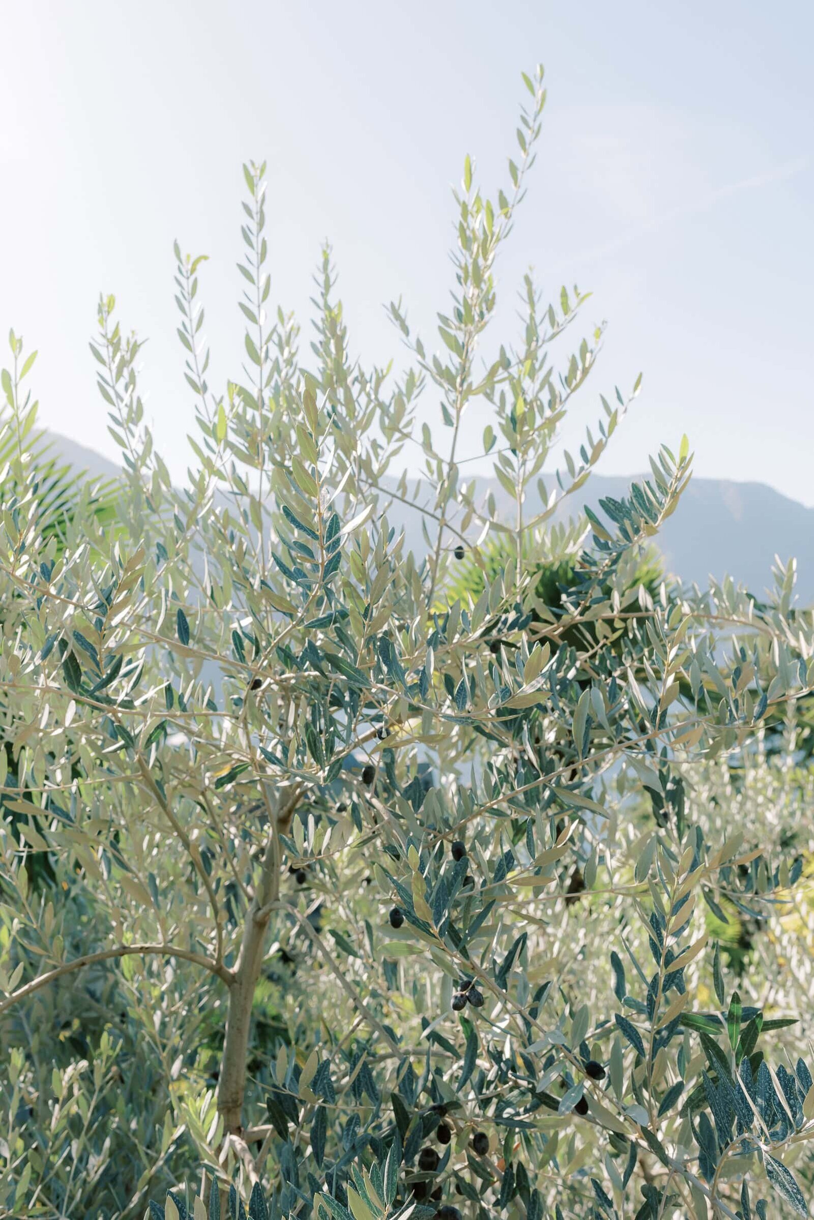 Destination Wedding Photographer Anna Lundgren in Stockholm Wedding in Lake Como at The Grand Hotel Tremezzo_175