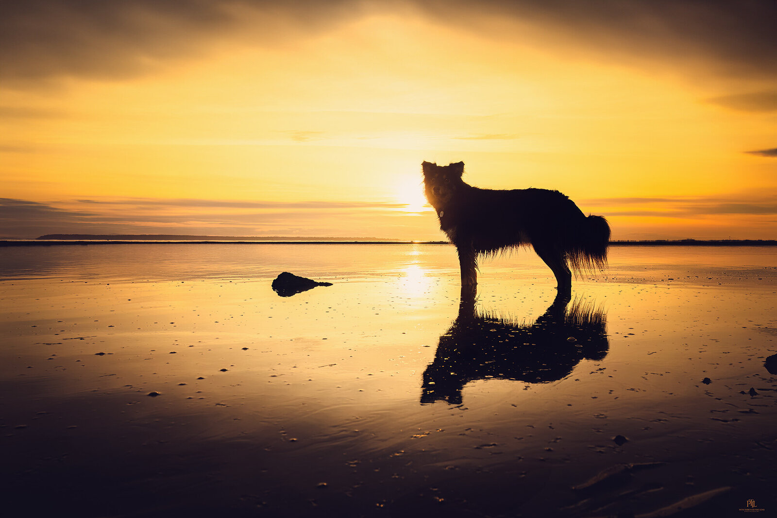 Pets-through-the-Lens-Photography-Surrey—Golden-Hour-Outdoor-Dog- Photoshoot