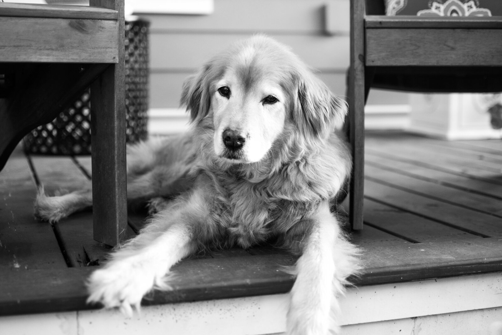 Golden Retriever  Front Porch Project Oakland Florida