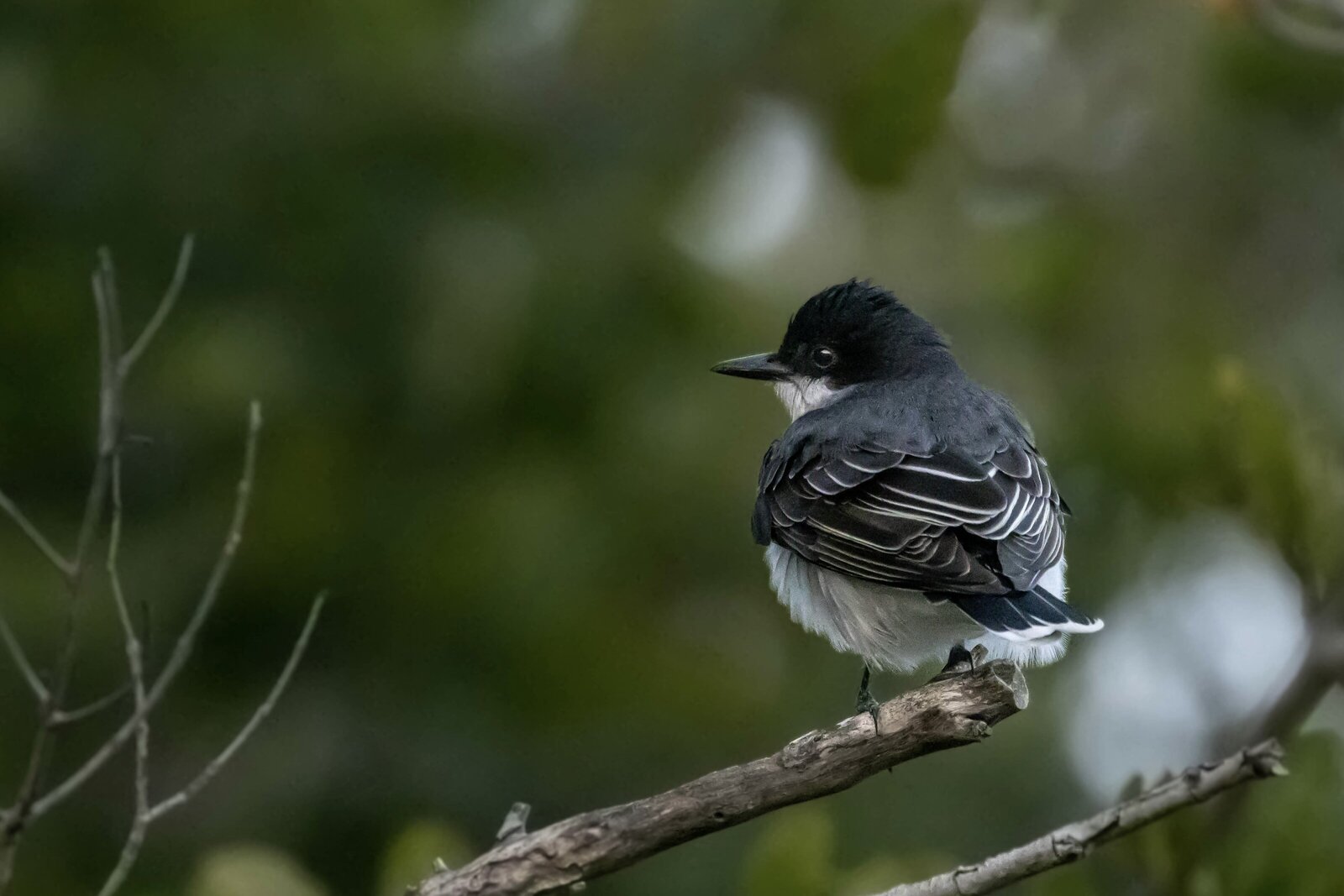 Eastern Kingbird_Beastbird Media