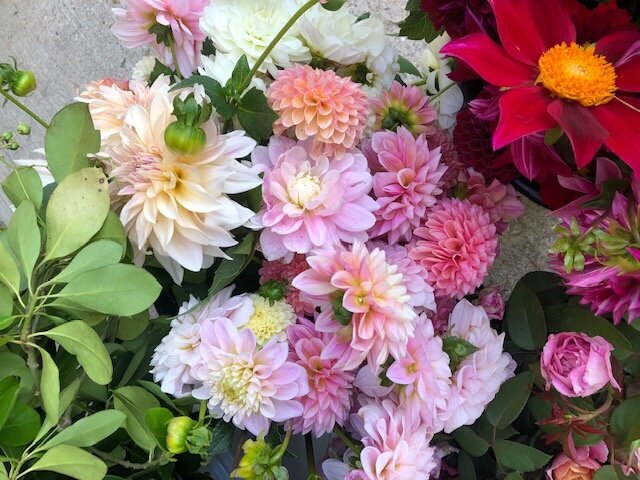 QBR Pink and blush dahlias 