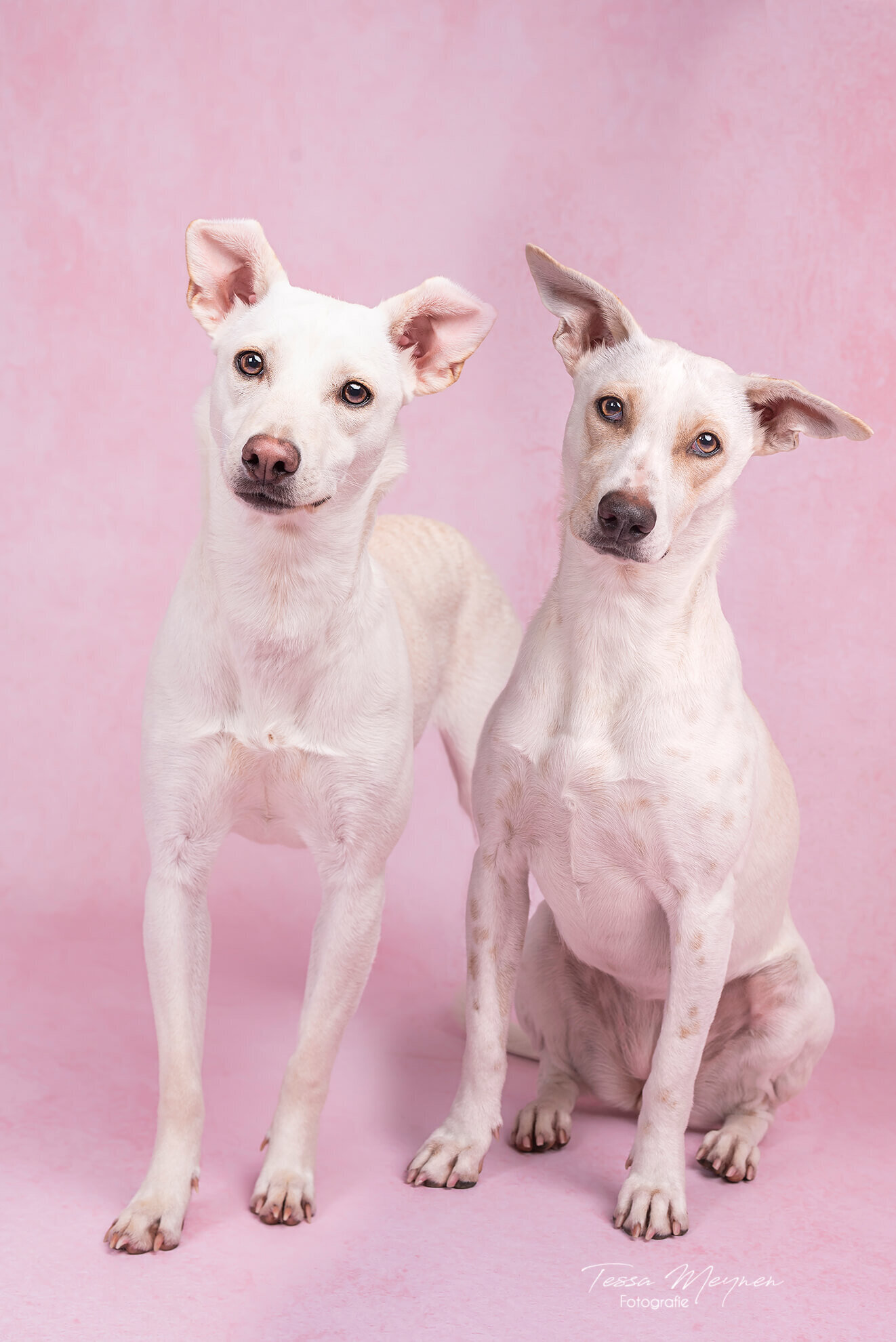 2 rescue hondenop een roze achtergrond