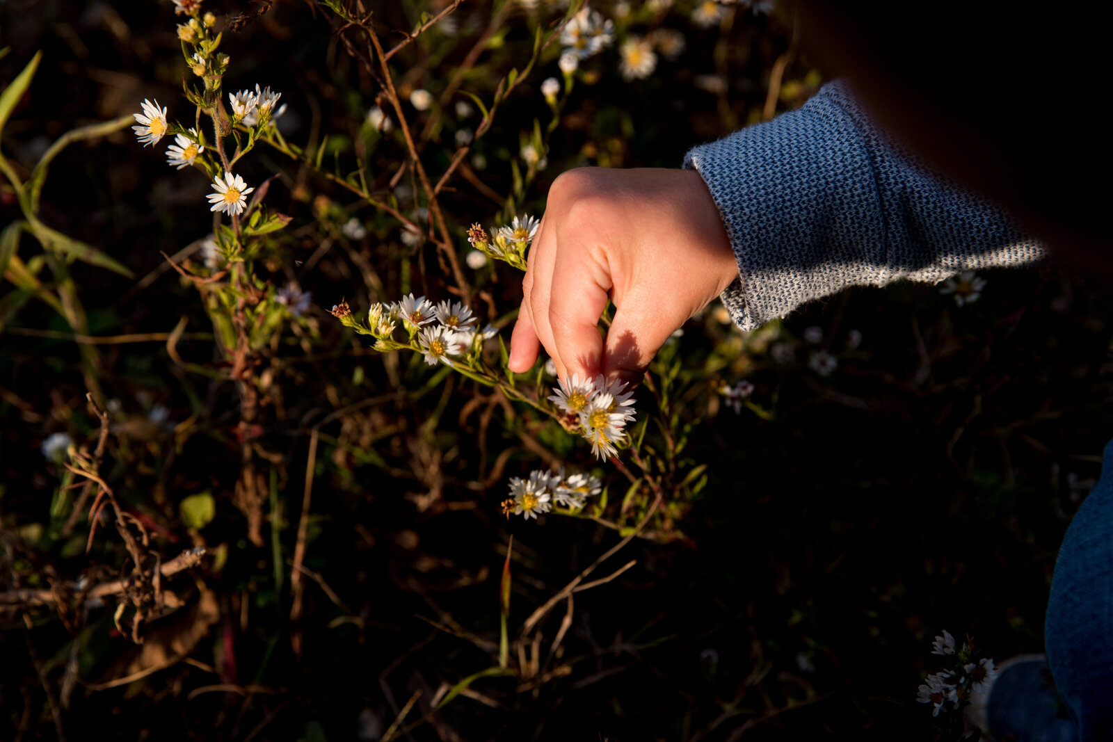 young boy picks wildflower along conservation trail