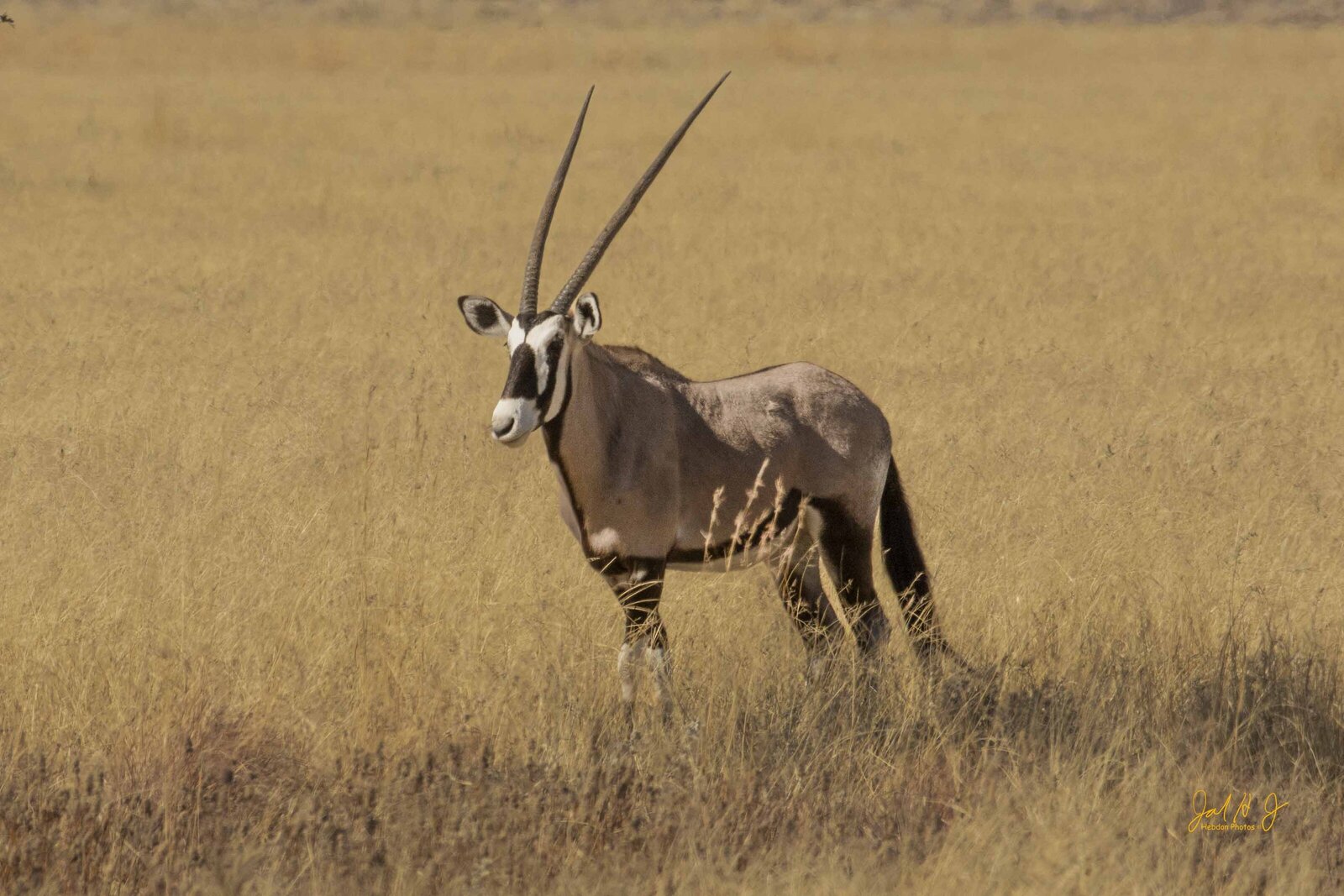 2016 Gemsbok