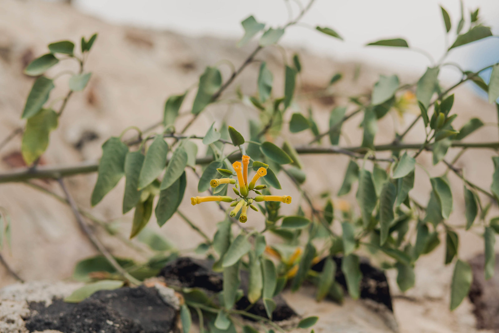 orange-flower-destination-travel-santorini-wedding-kate-timbers-photo-2513