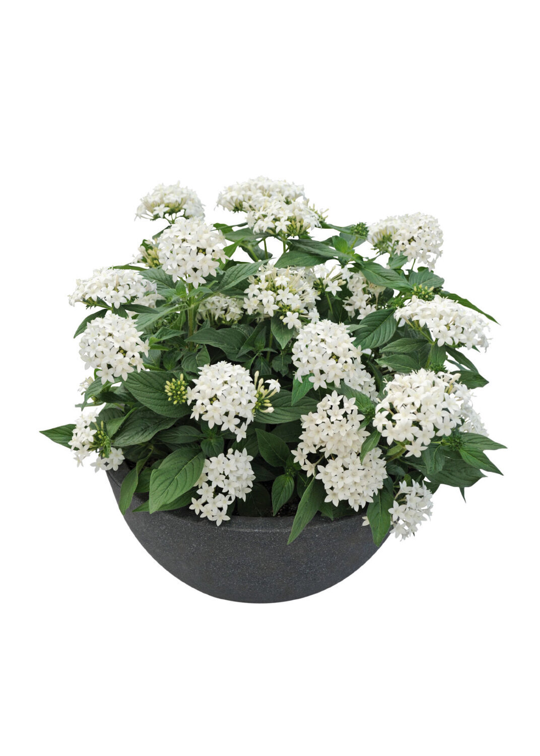 Pentas-Graffiti-2020-White-2