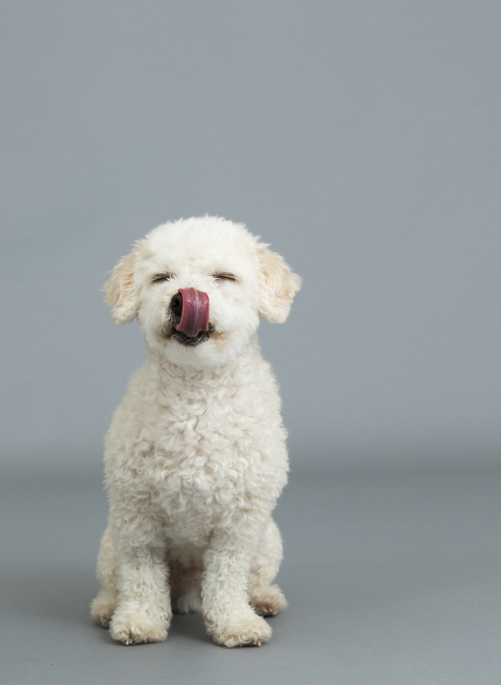 best studio pet photography 1