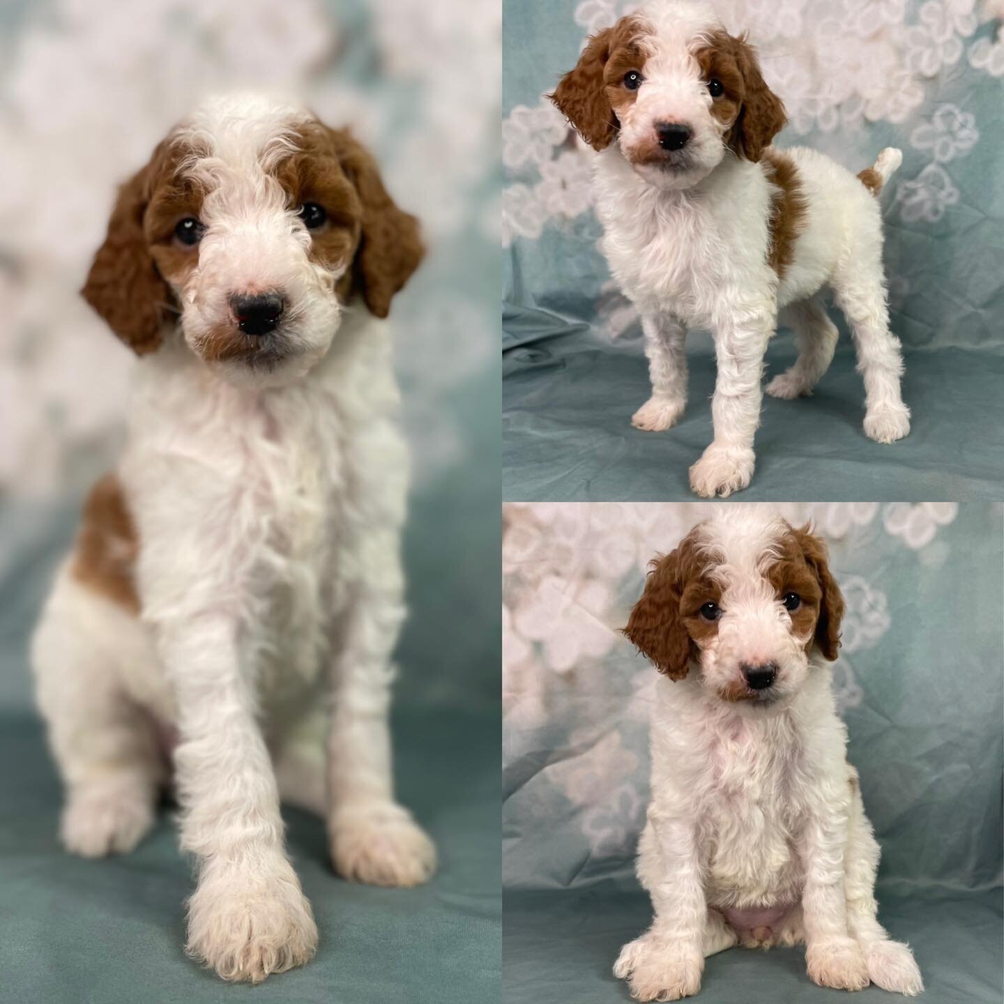 Orchid5weeks