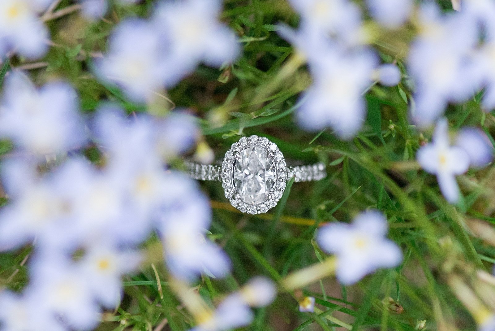 Oval Diamond with halo Engagement Ring in light blue flowers photo