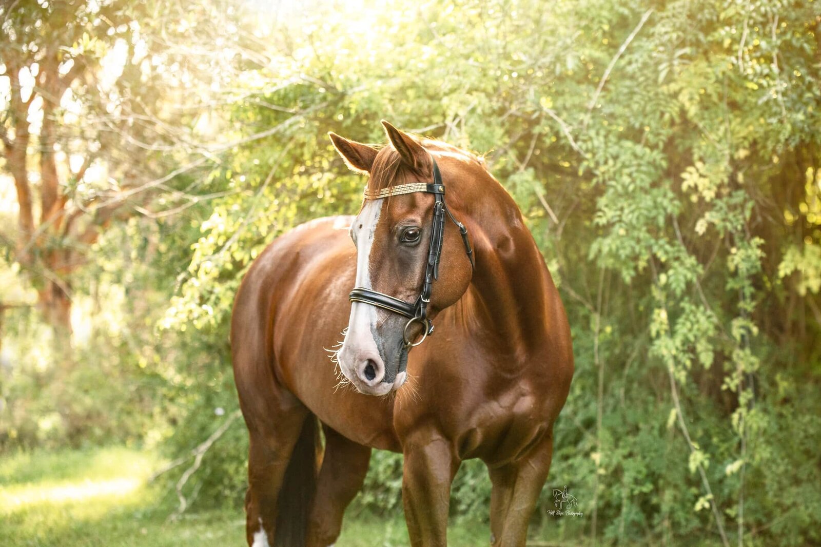 47. Sydney Horse Portrait Half Steps Photography