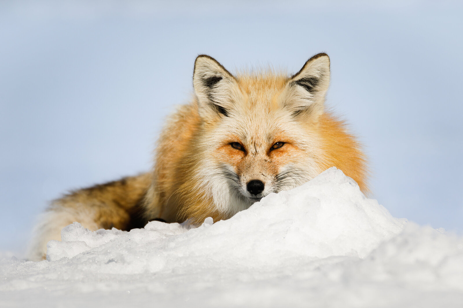 2021-04-16-75A11660-fox-gtnp