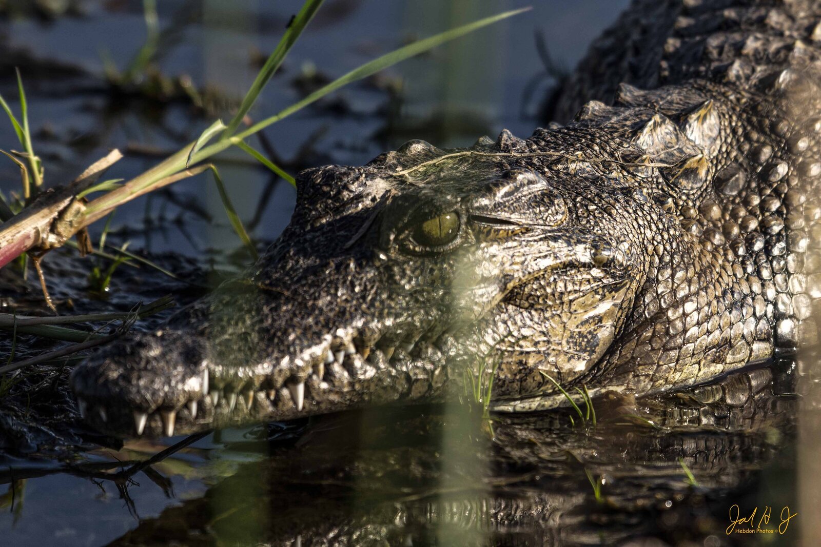 2016 Crock