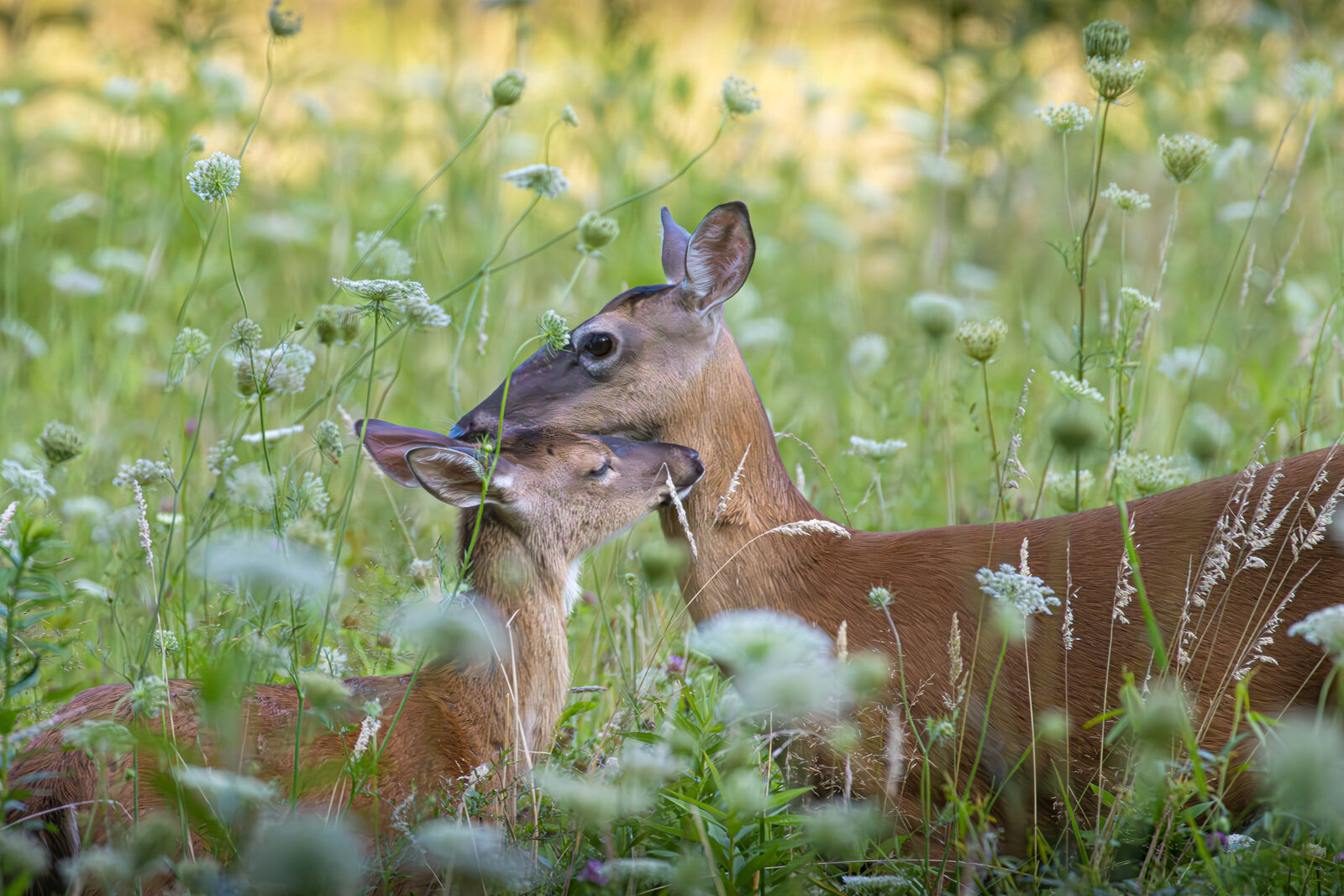 Great Smoky Mountain Momma and baby deer closeup_Beastbird Media