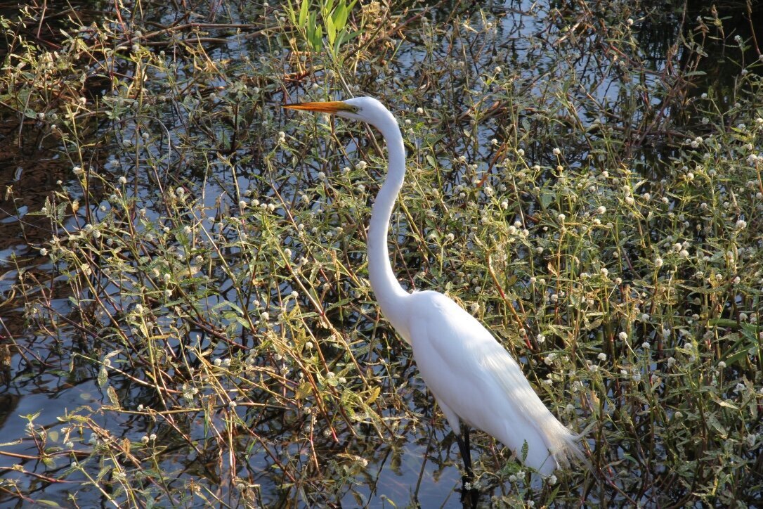 White Heron 