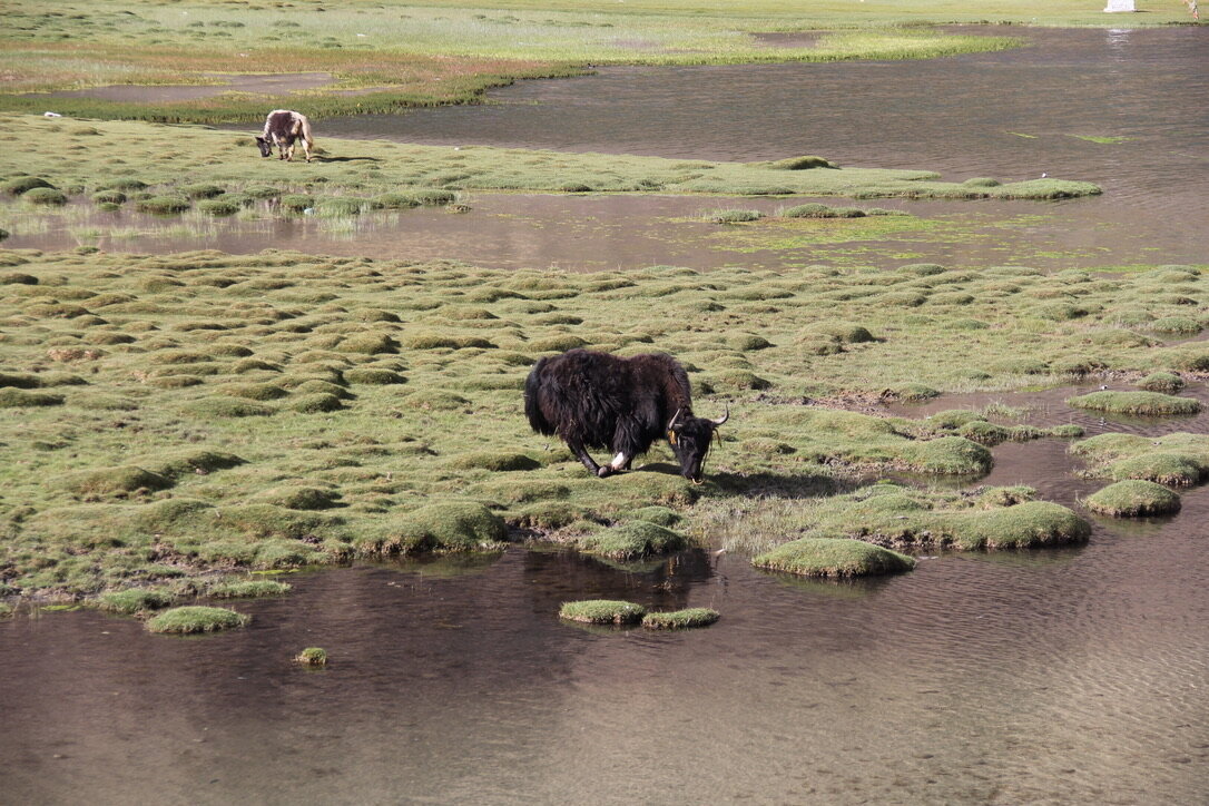 Yak - Himalayas