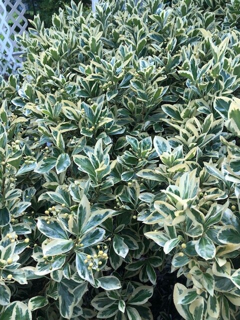 Euonymous - Variegated